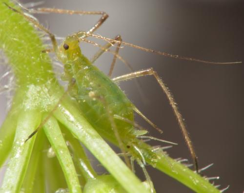 Macrosiphum gei